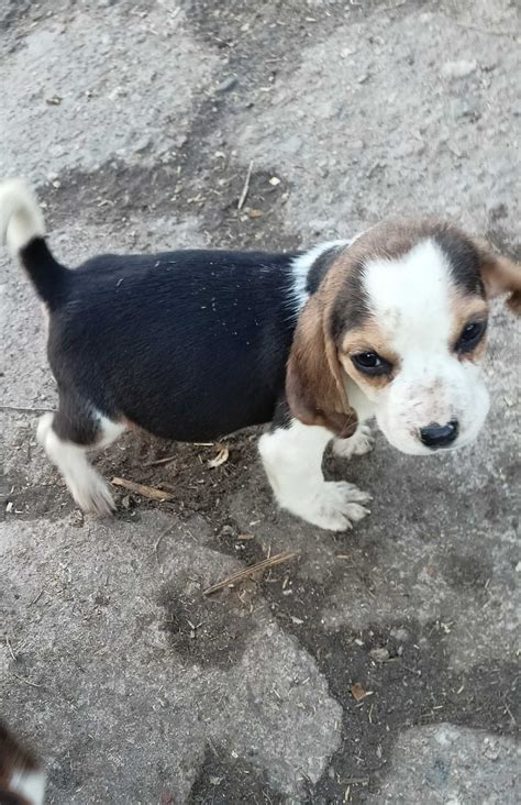 beagle olx|beagle olx kujawsko pomorskie.